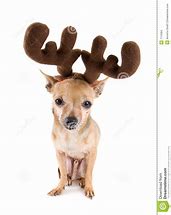 Image result for Reindeer Dog