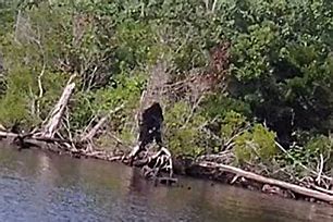Image result for Real Bigfoot Sightings in Tennessee
