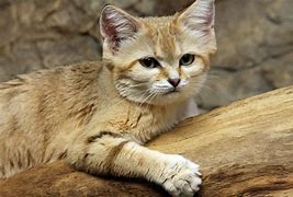 Image result for photo sand cat