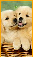 Image result for Bovie Dog Wallpapers for Kindle