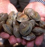Image result for Maine Clams