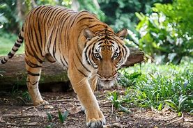 Image result for Malayan Tiger Facts