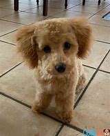 Image result for Maltipoo Colors