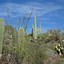Image result for Riparian Ridge Saguaro National Park