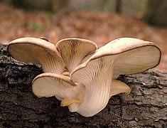 Image result for Medical Mushrooms
