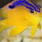 Image result for Yellow Saltwater Fish