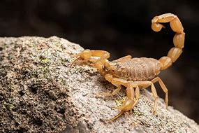 Image result for Arizona Bark Scorpion