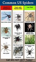 Image result for Black Spider Identification Chart