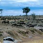 Image result for Out of Africa Migration