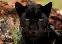 Image result for Black Panther Wakanda Warriors