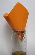 Image result for fruit fly trap