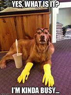 Image result for funniest meme cleaning animal