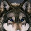 Image result for Wolf Phone Wallpaper