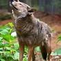 Image result for Red Wolf