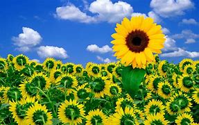 Image result for Here's Some Sunshine to Brighten Your Day