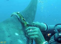 Image result for Scuba Diver Killed by Shark