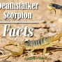 Image result for Deathstalker Scorpion Stinger