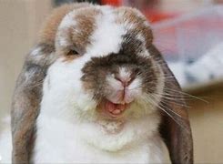 Image result for Funny Rabbit