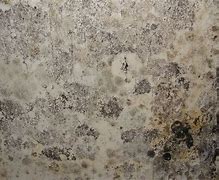 Image result for Mold On Walls