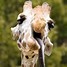 Image result for Giraffe Humor