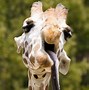 Image result for Silly Giraffe Fisheye Lens
