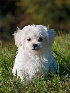 Maltese Puppy Wallpaper - iPhone, Android & Desktop Backgrounds