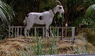 Image result for Jurassic Park Goat