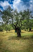 Image result for Olive Tree