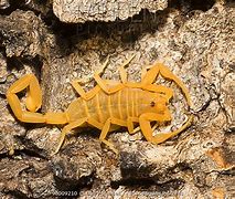 Image result for Deadly Scorpions in Arizona