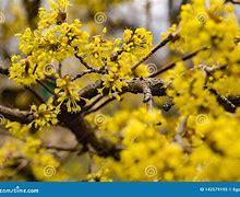 Image result for Yellow Dogwood Flower