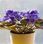 Image result for Mixed African Violet Pots