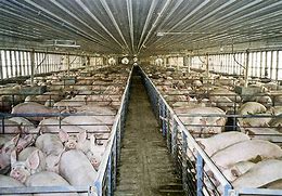 Image result for Inhumane Factory Farms