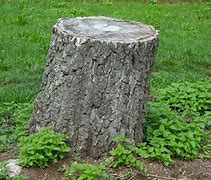 Image result for to stump