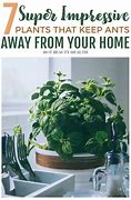 Image result for Ant Plant Care