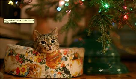 猫　クリスマスイブ に対する画像結果