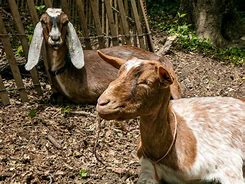 Image result for Goats Rensselaer NY