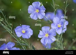 Image result for Perennial Flax