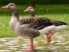 Image result for Avian Flu in Poultry