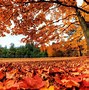 Image result for Fall Autumn Leaves Desktop