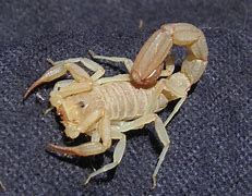Image result for Scorpion Bee