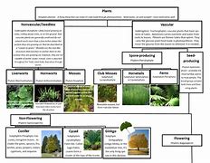 Image result for Plant Identification Flow Chart