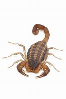 Image result for Hentz Striped Scorpion