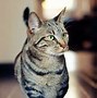 Image result for Munchkin Cat