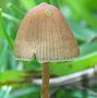 Image result for Different Types of Magic Mushrooms