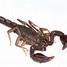 Image result for Central Texas Scorpion Species
