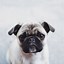 Image result for Pug iPhone Wallpaper