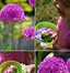 Image result for Pom Pom Flowers Plants