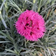 Image result for Dianthus Fruit Punch Series