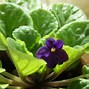 Image result for African Violet Indoor Plants