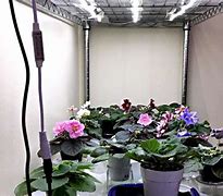 Image result for African Violet Plant Lights